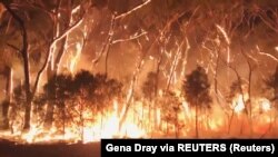 Під час лісової пожежі в Австралії (ілюстраційне фото)