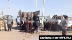 Mary, bazara getirilen hor mallar.