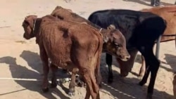 Diňle: Hor düşen mallar bazara çykarylýar, ýangyç ýetmezçiligi ot-iým gytçylygyna urna bolýar