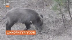 Дар Кӯлоб шикори гургу хук иҷозат дода шуд ва ҳатто ҷоиза ҳам медиҳанд