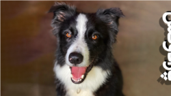 جهت اینکه سگم «نیکو» گوش کند!