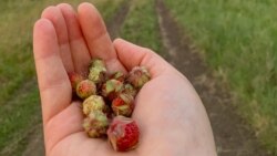 "Җиләк сатып фатир алучылар бар"