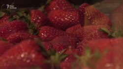 Міні-ферми для полуниць | «Бізнес-план»