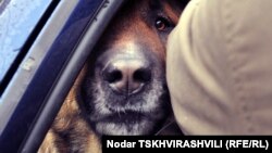 В список мест, в которых собакам можно будет «легально» бегать без поводков и намордников, внесены семь тбилисских парков