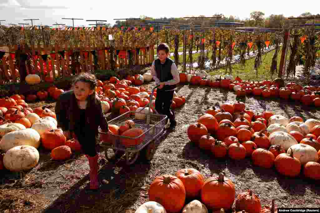 Велика Британія. До Геловіну на фермі Каммас-Холл у місті Хетфілд-Брод-Оук діти збирають гарбузи та кабачки