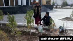Türkmenistanda ekilen agaç nahallaryny suwarýan türkmenistanlylar.