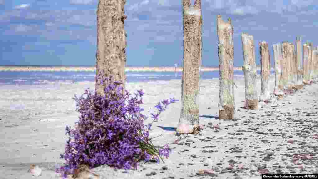 Birisi tarla çeçeklerini unuttı. Bir baqıştan tuz ortasında çıqqan bir çalı kibi körüne 