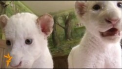 У зоопарку в Південній Кореї показали рідкісних білих левенят