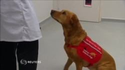 کمک سگ ها برای تشخیص سرطان