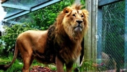 هیرمان شیر ایرانی پس از ۸۰ سال به سرزمینش بازگشت؛ اما دوام نیاورد