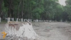 Тошкент марказидаги дарахтзорга қирон келтирилмоқда