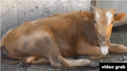 Үрмәкәйда авыру тана