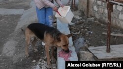 Illýustrasiýa suraty