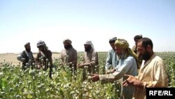 “Wenada geçirilen bu maslahatda amerikan delegasiýasy “Merkezi Aziýada neşelere garşy göreş boýunça inisiatiwa” diýlip atlanydyrylan plany öňe sürdi”.