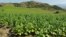 Armenia - A tobacco field.