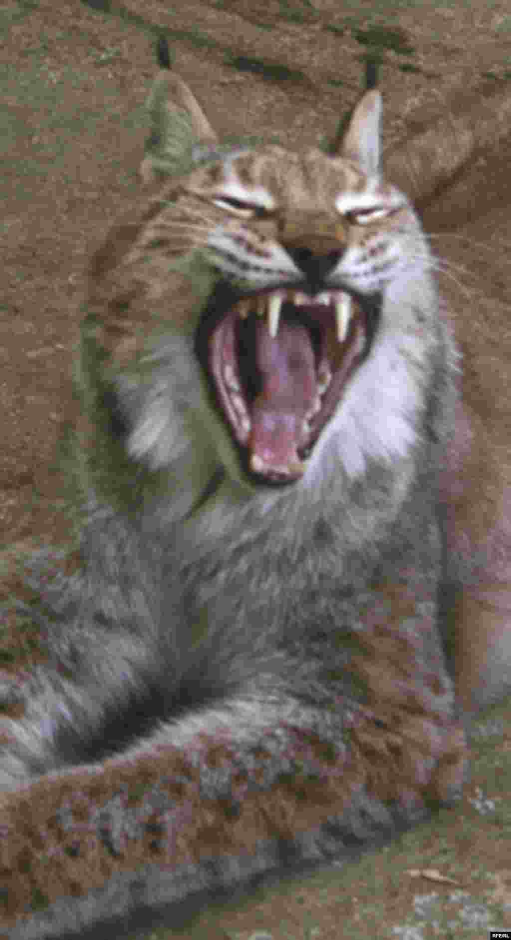 Как спасти издание от банкротства #8