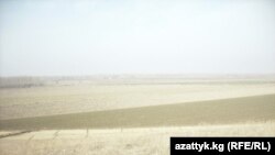 Ашуу айылындагы өзбекстандыктар эгин өстүрүп келаткан 72 гектар жердин бөлүгү.