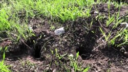 Ցանքատարածությունների կրճատում Շիրակում. ի՞նչ խնդիրների բախվեցին գյուղատնտեսները