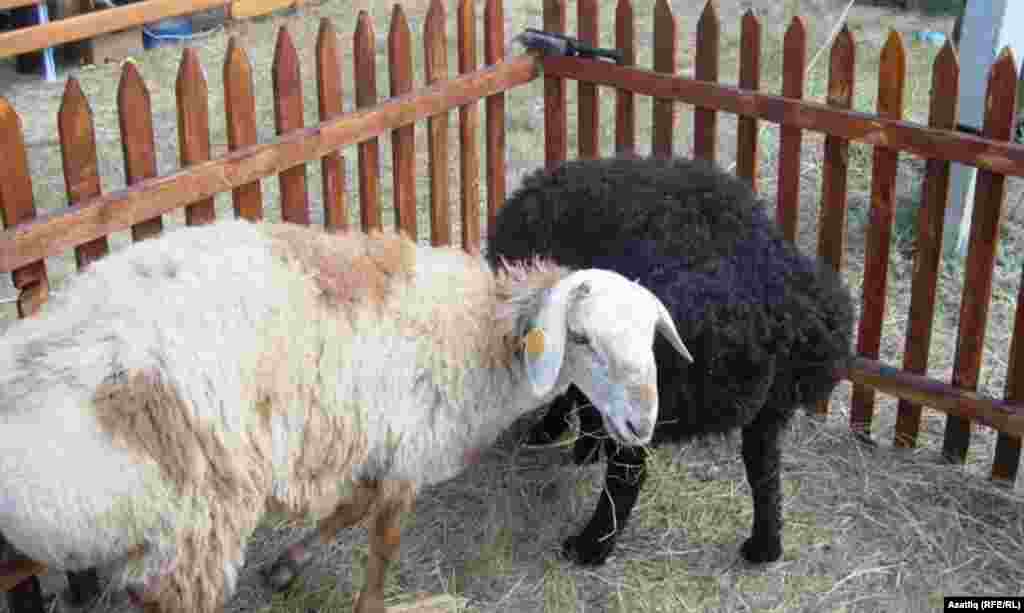 Ягъфәр авылында Иделбаев нәселле сарыклар үрчетәләр