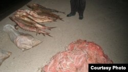 ماهی‌های خاویاری اوزون‌بورون