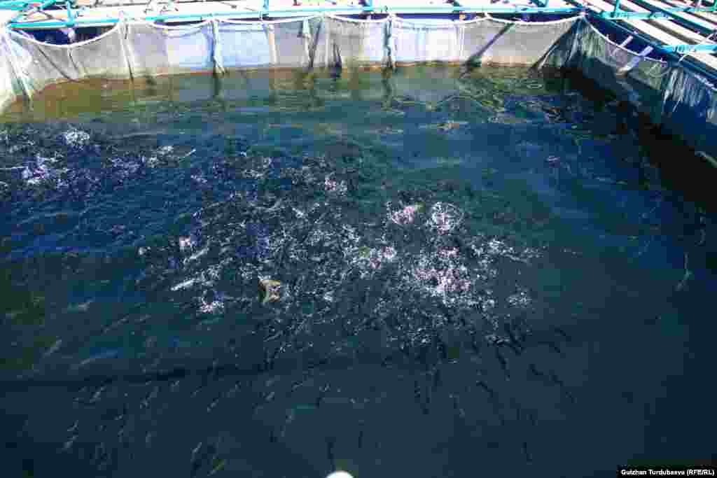 Көлмөнүн тереңдиги 10 метр. Балыктар атайын тордо багылат.&nbsp;