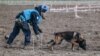 Як боснійські собаки-сапери допомагають у розмінуванні України (відео)