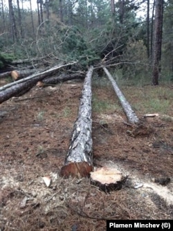 Отсечени дървета в местността Коджа тепе