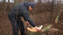 Виктор Борейчук измеряет диаметр спила