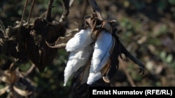 Пахта, Кара-Суу району, Ош областы, 30-ноябрь 2011-ж.