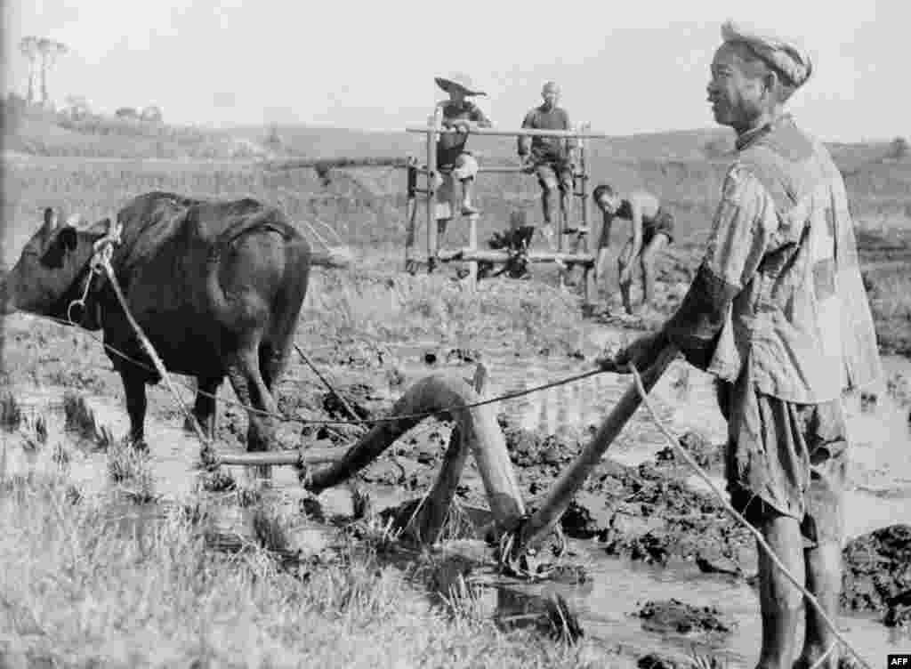 کساورزان چینی در دهه پنجاه میلادی