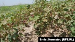 Suvsizlikdan qashqadaryolik dehqonlarning yil bo‘yi qilgan mehnatlari zoye ketishi mumkin