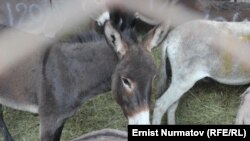 Ослы на ферме в Ошской области Кыргызстана. Сентябрь 2015 года.