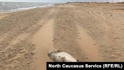 Мертвая нерпа на побережье Махачкалы