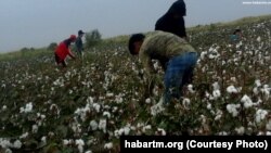 Türkmenistanda pagta ýygymyna çekilen ýetginjekler (Arhiw suraty)