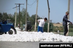 Дети на уборке хлопка в Туркменистане