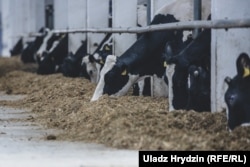 Малочна-таварная фэрма «Сьліжы», якую раскрытыкаваў Лукашэнка