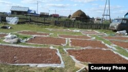 Казанлы авылы халкы эрбет чикләвеген киптерә