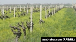 Gökjedäki üzüm plantasiýasy.