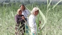 Тажикстандык мандикерлер