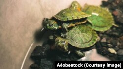 Чырванавухія чарапахі