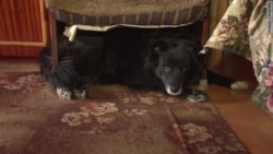 "Отошлите это Путину на содержание его собаки"