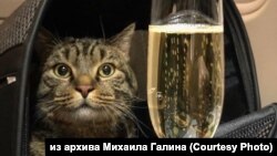Кот Виктор из Владивостока на борту самолета