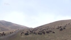 Бывший мигрант в родном селе успешно занимается животноводческим бизнесом