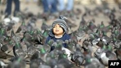 Голуби на площади Св. Марка в Венеции