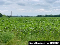 Стебла соняшника розпускаються у Трипіллі