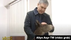  Гурбангулы Бердымухамедов назвал новорожденного жеребенка символом «новой эры».