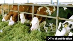 Әзербайжандық Agrolizing компаниясы Австриядан әкелген сиырлар.  