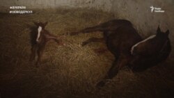 Новодеркул. Кінська сила | #ВУКРАЇНІ