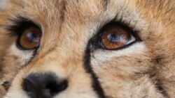  یوزپلنگ ایرانی همچنان برای زندگی می‌دود