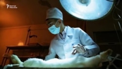 Жаштыгын илимге арнагандар